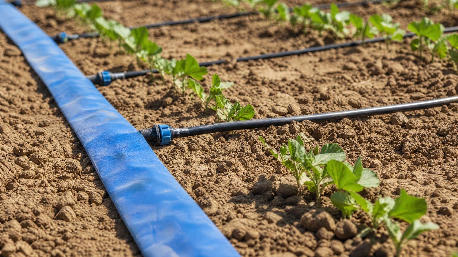 Blue lay flat irrigation sub-main on dry soil with take-off connectors feeding black drip lines along crop rows