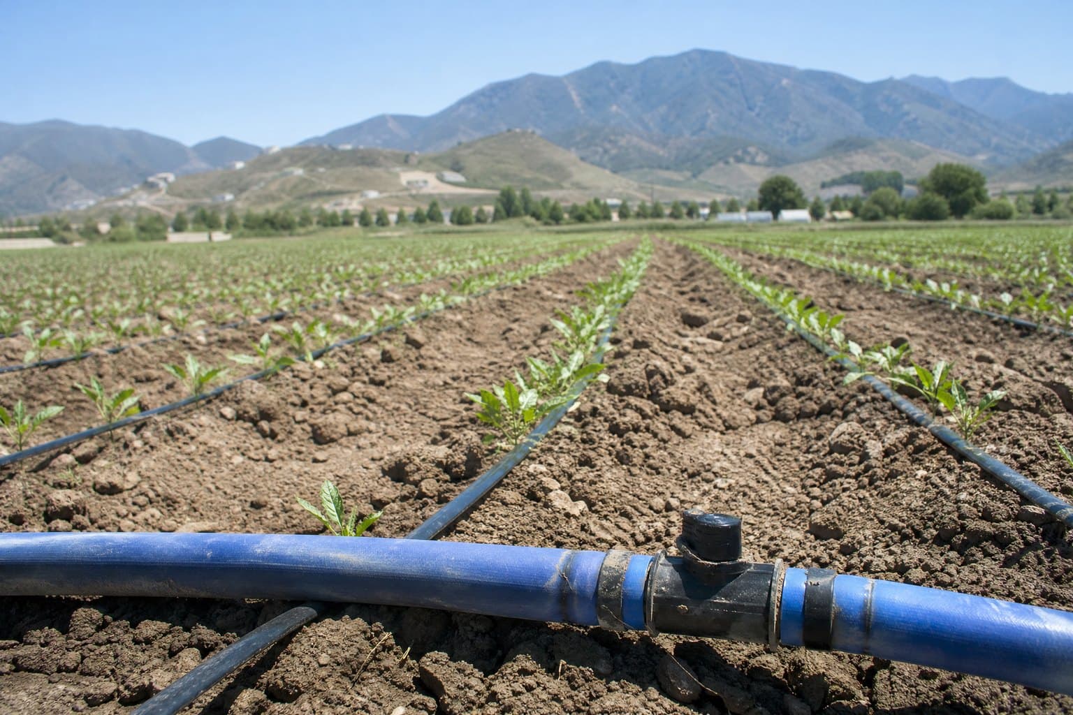 Blue lay flat sub-main across the head of drip-irrigated vegetable rows in southern Spain, mountains behind